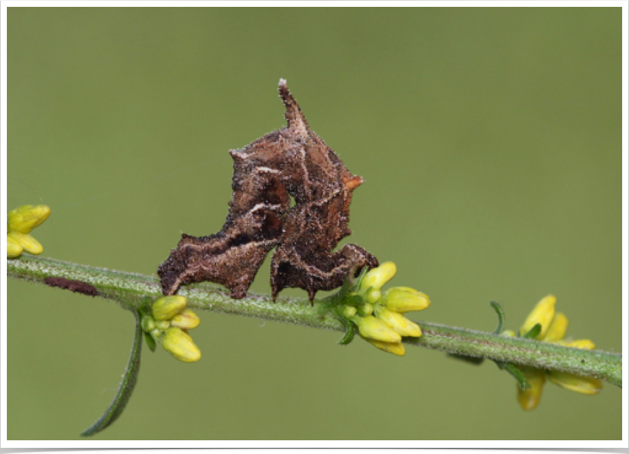 Nematocampa sp.
Filament Bearer
Perry County, Alabama